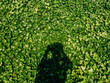 © 100cameras - Silhouette of a boy taking a picture in front of green vines