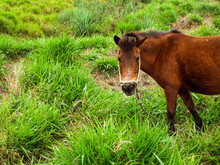 Little Pony Grazing In The Field