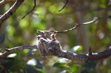 Baby Ash-throated Flycatcher Birds Begging For Food In A Nest In An Aspen Tree Near Bishop, CA In The Eastern Sierra