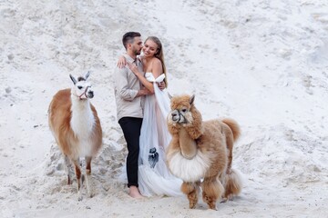 Wall Mural - Beautiful wedding couple bride and groom at wedding day outdoors at ocean beach. Happy marriage couple o