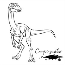 Compsognathus, Realistic Sketch Dinosaur, Vector Illustration
