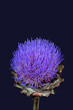 Fine art still life macro portrait of a vibrant blooming artichoke on dark blue background in vintage painting style