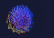 Fine art still life macro portrait of a vibrant blooming artichoke on blue background