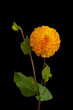 Floral fine art still life detailed color macro flower portrait of a single isolated blooming yellow orange dahlia blossom with bud and leavees on black background