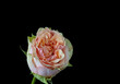 orange pink rose blossom portrait with green leaves and stem, fine art still life on black background, petals with veined texture