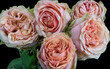 Bouquet of pink orange roses on black background with detailed texture