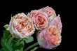 Bouquet of pink orange roses on black background with detailed texture