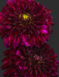 Front view macro of a pair of red dahlia blooms cut-out on dark gray background