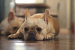 © bzjpan - Young French Bulldog laying on the floor. The dog feeling bore and calm.