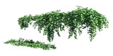 Fototapeta Sawanna - Climbing plants creepers isolated on white background 3d illustration