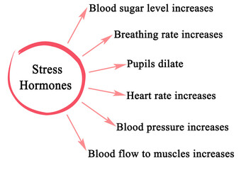 Wall Mural - Six Effects of Stress Hormones