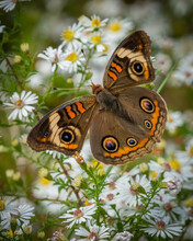 Common Buckeye Butterfly On White Flowers