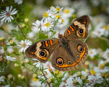 Common Buckeye Butterfly On White Flowers