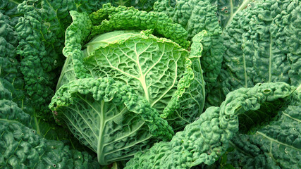 Ripen green curly cabbage in the garden