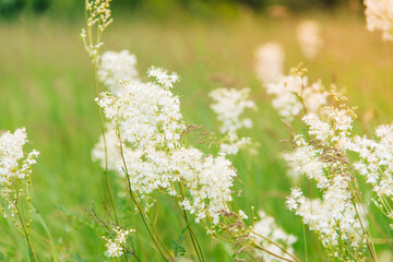 Poster - Meadowsweet, or Labaznik (lat. Filipéndula) is a genus of perennial grasses of the Rosaceae family. Meadow on a sunny summer day.	