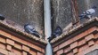 Wild City Pigeons Sitting On Building Brick Cornice Covered with Disgusting Layer of Bird Droppings Causing Surface Damage and Erosion