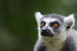 A close up of the head and face of a Madagascan ring tailed lemur with copy space to the left 