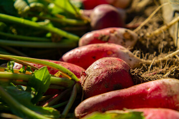 Red fresh vegetable red radish. Autumn harvest close up