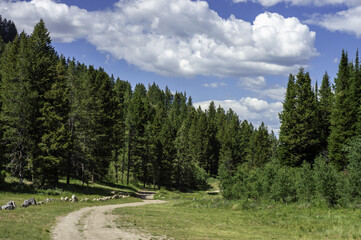 Canvas Print - Forest under the sky