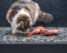 Fluffy Cat On The Table Sniffs Frozen Sea Bass Carcasses