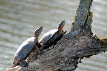 Beautiful view of two Geoemydidaes moving on a branch of a tree