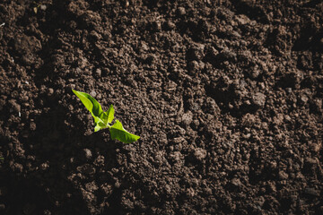 Sticker - Tree planting for environment