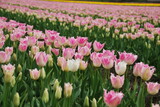 Fototapeta Tulipany - 砺波のチューリップ畑