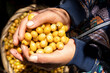 Girl´ s hands showing delicious yellow coffee berries, fresh harvest of a variety called Catuai