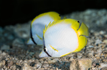 Two Butterflyfish swimming in the ocean