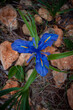 Blue flower between the stones
