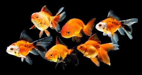 Goldfish swimming isolated on black background