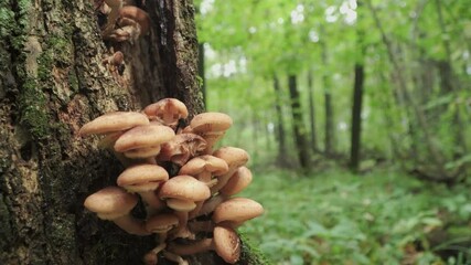 Wall Mural - Armillaria mellea mushrooms grow on a fallen tree. A huge number of mushrooms in the forest.