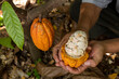 A man showing pulp that is inside a cacao pod
