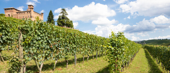 Vineyard in Piedmont Region, Italy, with Grinzane Cavour castle in the background