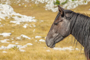 Horse grazing on the pasture