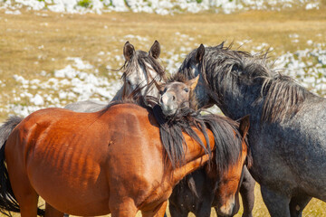 Herd of horses grazing on the pasture