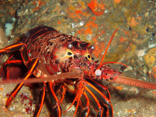 Wall Mural - Closeup shot of a California spiny lobster