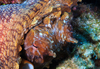 Canvas Print - Closeup shot of Octopus cyanea (big blblueue octopus, day octopus)