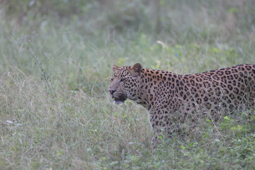 Sticker - Predator leopard in a jungle