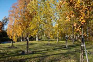 Wall Mural - Yellow autumn leaves against the blue sky. Trees and branches dressed in gold. Autumn. Day. Sunny. Russia.