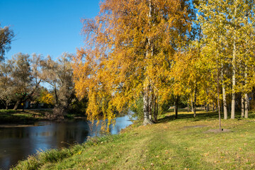 Wall Mural - Yellow autumn leaves against the blue sky. Trees and branches dressed in gold. Autumn. Day. Sunny. Russia.