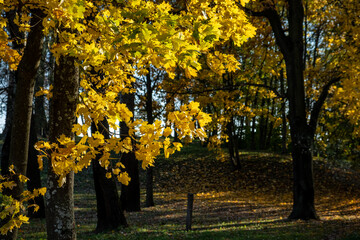 Wall Mural - Yellow autumn leaves against the blue sky. Trees and branches dressed in gold. Autumn. Day. Sunny. Russia.