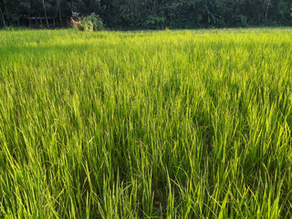 Poster - View of a green rice field on a sunny day