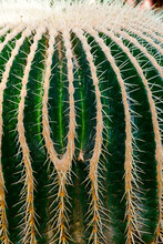 Close Photo Of A Golden Barrel Cactus