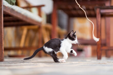 Charming Kitten Playing On Veranda