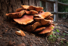 Closeup Of Omphalotus Olearius Fungi Growing Near A Tree In A Forest With A Blurry Background