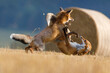 Clash of two foxes. Hungry red foxes, Vulpes vulpes, fight for field territory after corn harvest. Natural beast behavior. Exciting scene from wildlife. Summer nature, sunset. Cute animals in habitat.