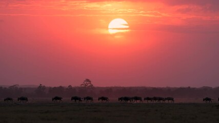 Wall Mural - wildebeest at sunset in africa