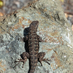 Western Fence Lizard sitting on the rock.