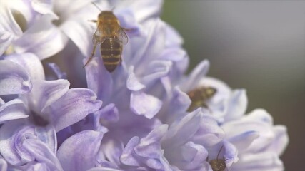 Wall Mural - Honey bee on beautiful hyacinth flower working. Fluffy honey bee collecting nectar on the blossom. Honey. Green nature blurred background. Super slow motion video footage. High speed camera shot.  